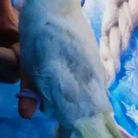 عروس هلندی رام دستی