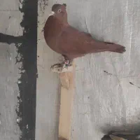 کبوتر یا کفتر چندتا جوجه