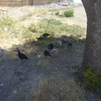 جوجه بوقلمون