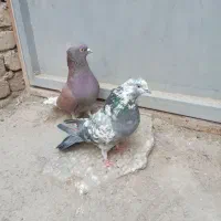 کفتر|پرنده|اصفهان, شاهد|دیوار