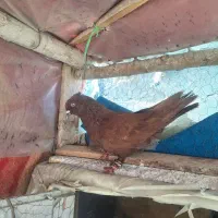 کفتر