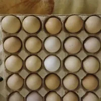 تخم مرغ نطفه دار محلی