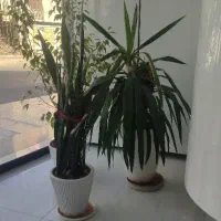 فروش-دو-واحدی-فقط-بصورت-یکجا