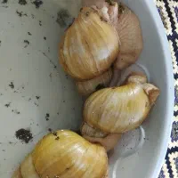 حلزون