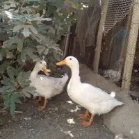 دو عدد اردک نر