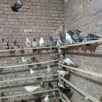 کبوتر پرشی آسمان خراش