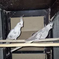 عروس هلندی مولد و کار داده و جوجه داده بشرط