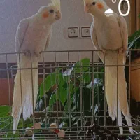 عروس هلندی