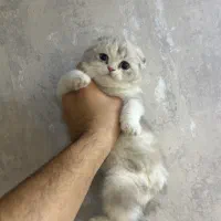 اسکاتیش سیلور