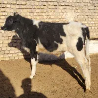 حیوانات|حیوانات مزرعه|قزوین, |دیوار