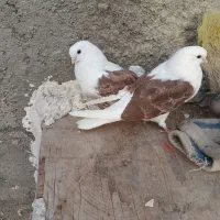 دوکت|پرنده|محمدشهر, کوی بهار|دیوار