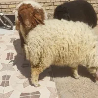 گوسفند