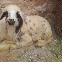 بره ماده