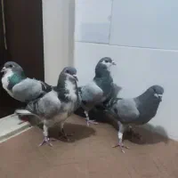فروش کبوتر