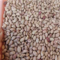 لوبیا چیتی پاکوتاه