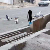 کفتر یا کبوتر