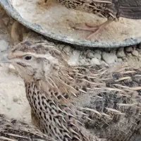 بلدرچین بالغ