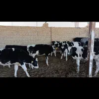 12تا گوساله ماده صنعتی