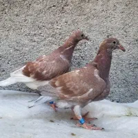 کبوتر.جوجه المانی پلاکی قوره ای سبزشامی موریس پلنگ