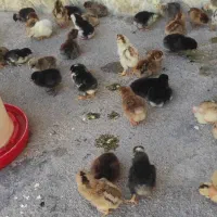 جوجه محلی یک روزه