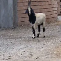 فروش بز چادمه