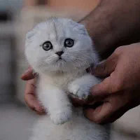 اسکاتیش تریپل فولد چینچیلای عروسکی