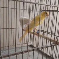 قناری|پرنده|ارومیه, |دیوار