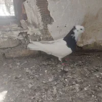 کفتر