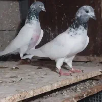 کبوتر پاکستانی بلند پرواز