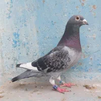 دو عدد نر عراق رکورد دار