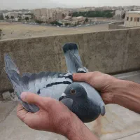 کفتر کبوتر