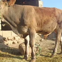 گوساله
