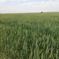 زمین کشاورزی اجاره