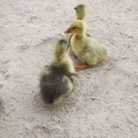 جوجه غاز