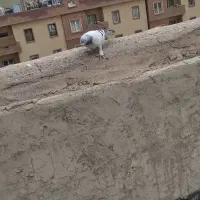 کفتر|پرنده|کرمان, |دیوار