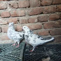 فروش کبوتر پرشی