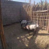 بز و کره
