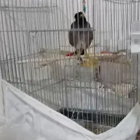 مینا سخنگو معاوضه کفتر