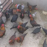 خروس