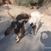نری پاکستانی اصل