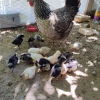 مرغ به همراه جوجه