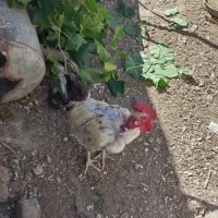 خروس گردن لیت
