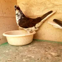 (*کبوتر پرشی قاره دم سفید و خال پیس *)