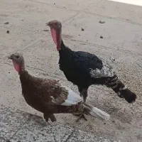 بوقلمون