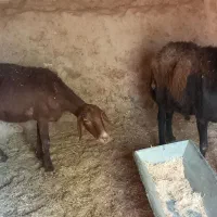 میش و قوچ