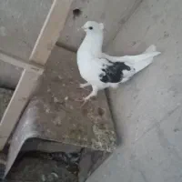 کبوتر