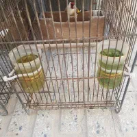۸عددسره کهنه مست