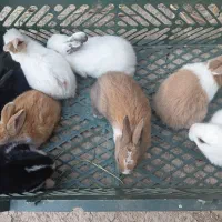 بچه خرگوش