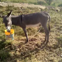 شش عدد الاغ نرو ماده