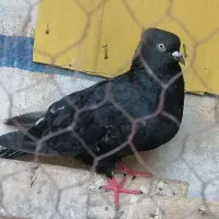 کفتر